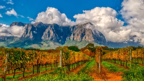 Stellenbosch Vineyard in Autumn