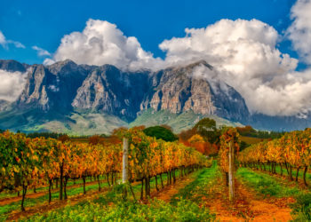 Stellenbosch Vineyard in Autumn